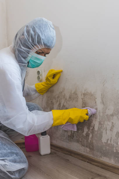 Best Post-Construction Mold Inspection  in Caledonia, MS