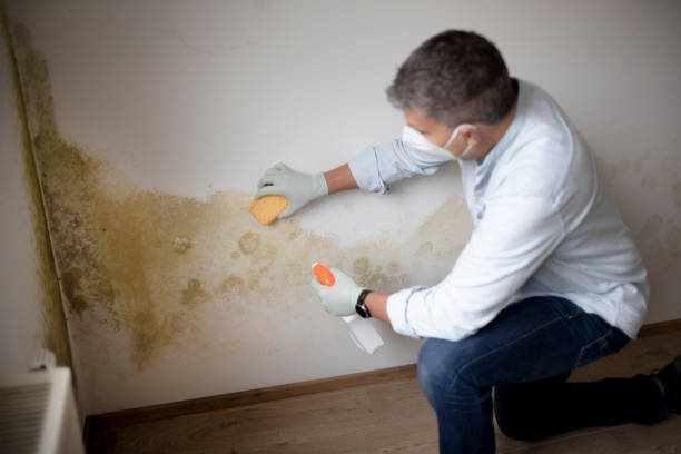 Best Water Damage & Mold Remediation  in Caledonia, MS