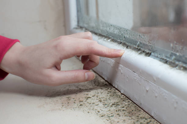 Trusted Caledonia, MS Mold Removal Experts