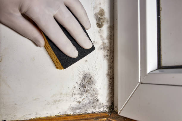 Best Airborne Mold Testing  in Caledonia, MS