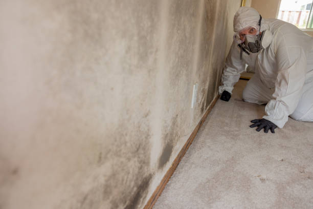 Best Black Mold Removal  in Caledonia, MS